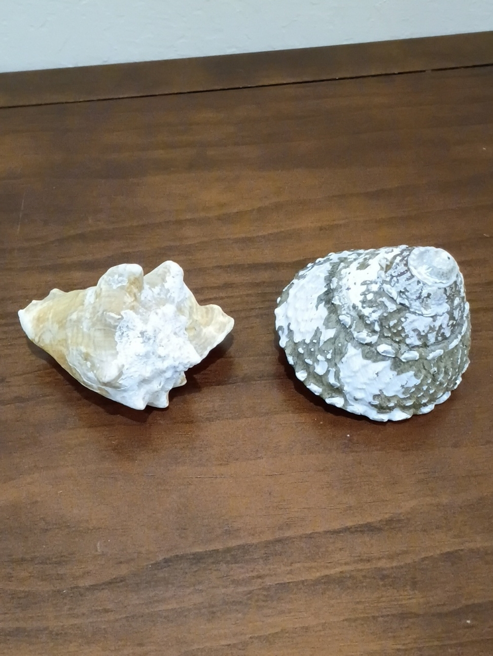 Conch Shells, Set Of 2 - Picture 4 of 10